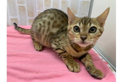 成約済の東京都のベンガル-20036の1枚目