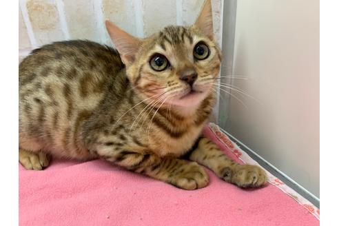 成約済の東京都のベンガル-20036の3枚目