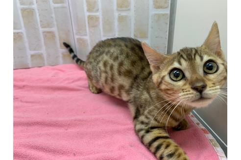 成約済の東京都のベンガル-20036の4枚目