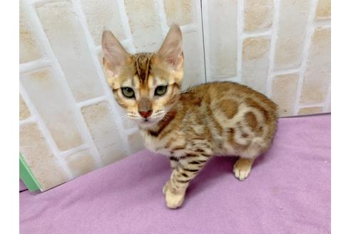 成約済の東京都のベンガル-20037の2枚目