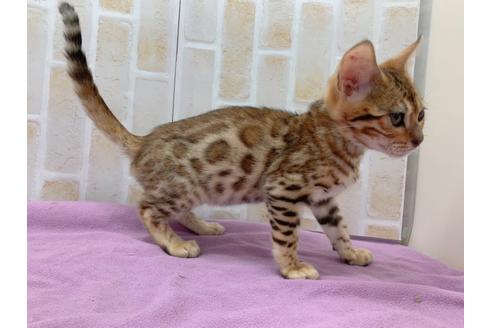 成約済の東京都のベンガル-20037の3枚目