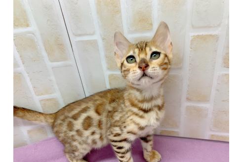 成約済の東京都のベンガル-20037の5枚目