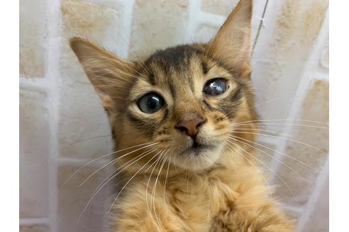 成約済の東京都のソマリ-20038の4枚目