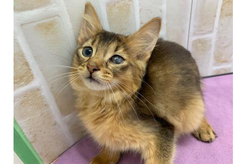 成約済の東京都のソマリ-20038の1枚目