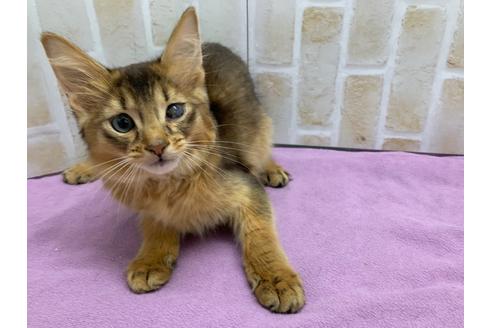 成約済の東京都のソマリ-20038の2枚目