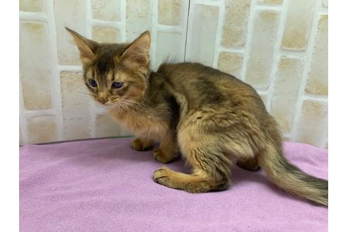 成約済の東京都のソマリ-20038の3枚目