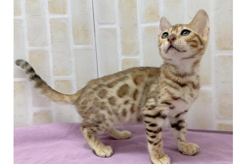 成約済の東京都のベンガル-20037の1枚目