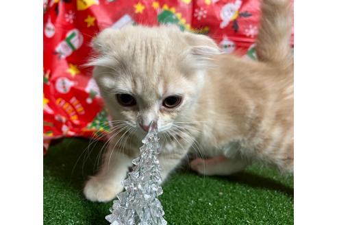 成約済の埼玉県のスコティッシュフォールド-17751の9枚目
