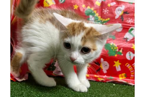 成約済の埼玉県のスコティッシュフォールド-18478の25枚目