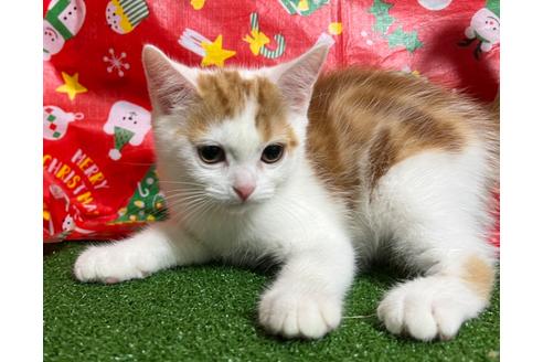 成約済の埼玉県のスコティッシュフォールド-18478の23枚目