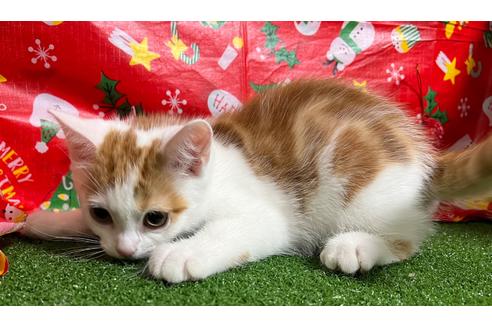 成約済の埼玉県のスコティッシュフォールド-18478の22枚目