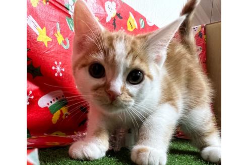 成約済の埼玉県のスコティッシュフォールド-18480の9枚目