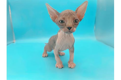 成約済の東京都のその他の猫種-20084の16枚目