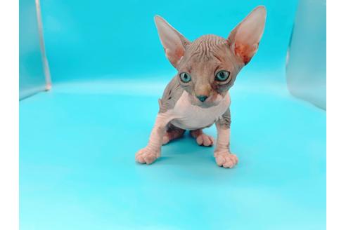 成約済の東京都のその他の猫種-20084の10枚目