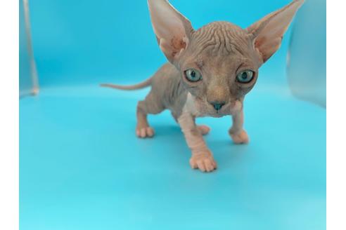 成約済の東京都のその他の猫種-20084の12枚目