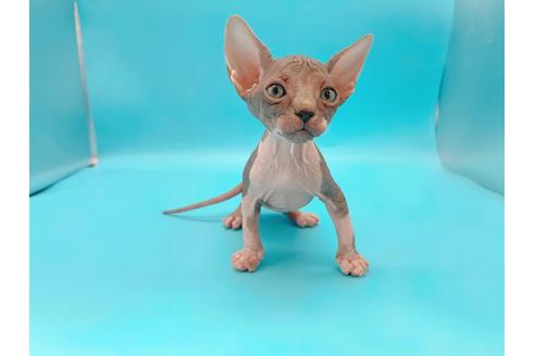 成約済の東京都のその他の猫種-20084の13枚目