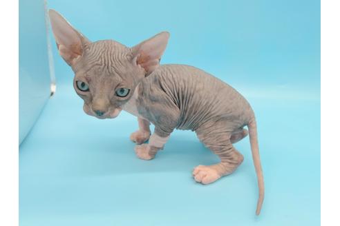 成約済の東京都のその他の猫種-20084の14枚目