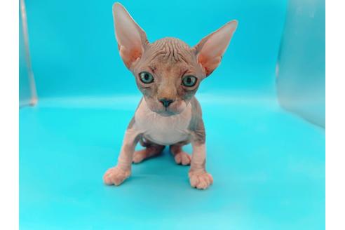 成約済の東京都のその他の猫種-20084の15枚目