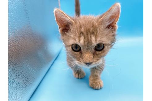 成約済の東京都のその他の猫種-20093の23枚目