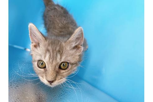 成約済の東京都のその他の猫種-20093の22枚目