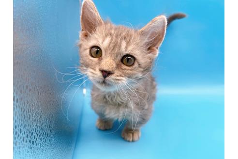 成約済の東京都のその他の猫種-20093の21枚目