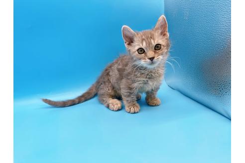 成約済の東京都のその他の猫種-20093の19枚目