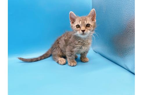 成約済の東京都のその他の猫種-20093の18枚目