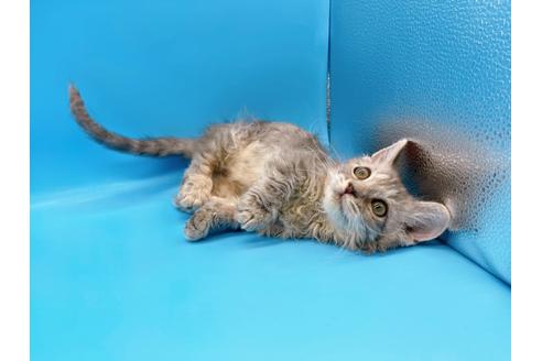 成約済の東京都のその他の猫種-20093の17枚目