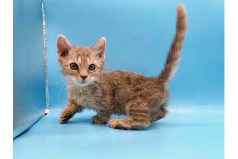 成約済の東京都のその他の猫種-20093の16枚目