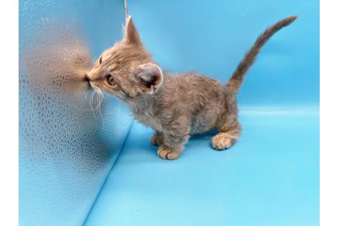 成約済の東京都のその他の猫種-20093の15枚目