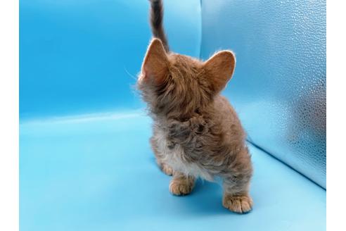 成約済の東京都のその他の猫種-20093の14枚目