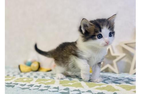 成約済の大阪府のノルウェージャンフォレストキャット-20118の2枚目