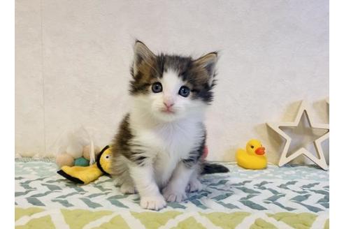 成約済の大阪府のノルウェージャンフォレストキャット-20118の3枚目