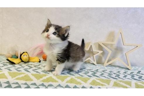 成約済の大阪府のノルウェージャンフォレストキャット-20118の4枚目