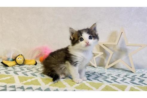 成約済の大阪府のノルウェージャンフォレストキャット-20118の5枚目