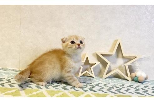 成約済の大阪府のスコティッシュフォールド-20119の2枚目