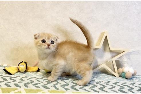 成約済の大阪府のスコティッシュフォールド-20119の3枚目