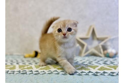 成約済の大阪府のスコティッシュフォールド-20119の4枚目