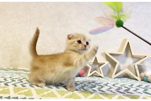 成約済の大阪府のスコティッシュフォールド-20119の5枚目