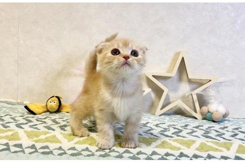 成約済の大阪府のスコティッシュフォールド-20119の6枚目