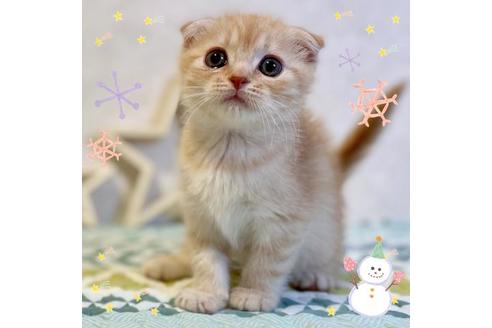 成約済の大阪府のスコティッシュフォールド-20119の1枚目