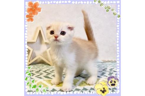 成約済の大阪府のスコティッシュフォールド-20120の1枚目