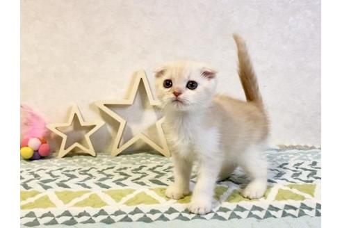 成約済の大阪府のスコティッシュフォールド-20120の3枚目