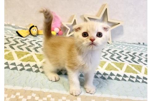 成約済の大阪府のスコティッシュフォールド-20120の4枚目