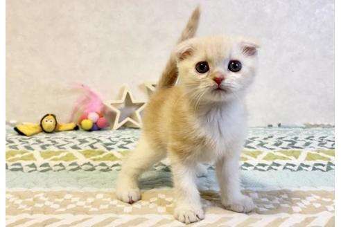 成約済の大阪府のスコティッシュフォールド-20120の6枚目