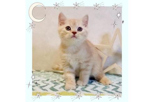 成約済の大阪府のスコティッシュフォールド-20121の1枚目