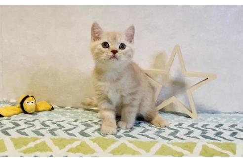 成約済の大阪府のスコティッシュフォールド-20121の4枚目