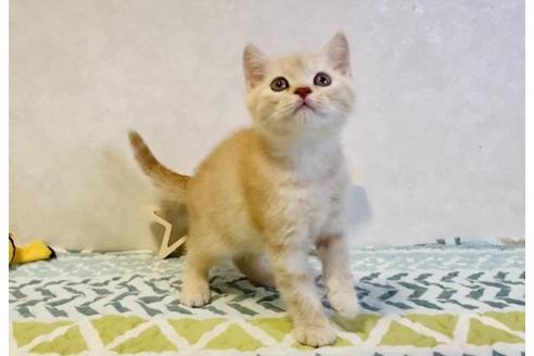 成約済の大阪府のスコティッシュフォールド-20121の3枚目