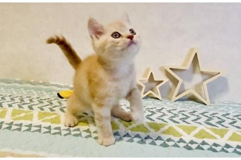 成約済の大阪府のスコティッシュフォールド-20121の5枚目