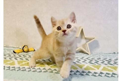 成約済の大阪府のスコティッシュフォールド-20121の6枚目